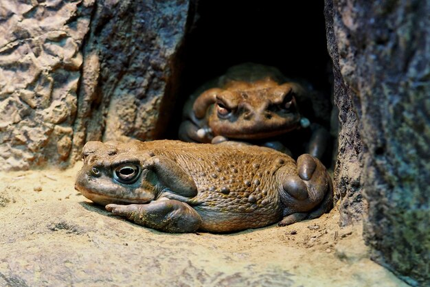 Photo close-up of frog on rock