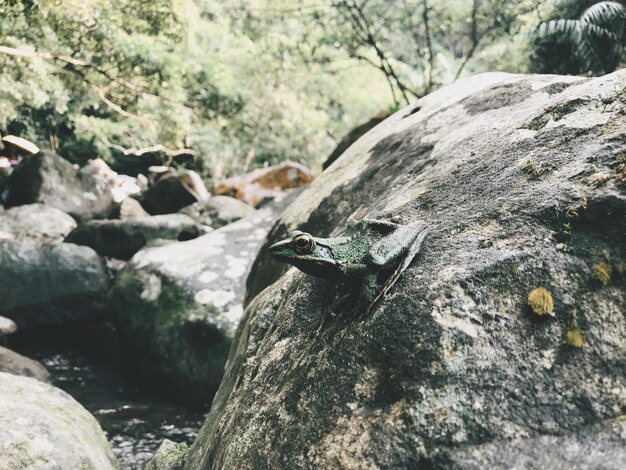 Foto close-up di una rana sulla roccia