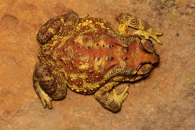 Foto close-up di una rana sulla roccia