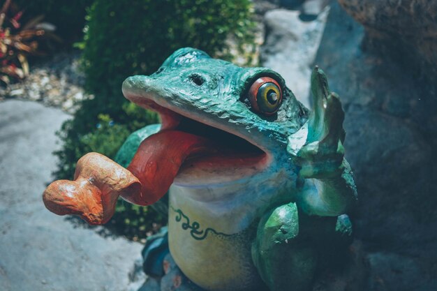 Close-up of frog on rock