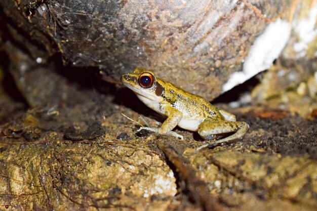 Foto close-up di una rana sulla roccia