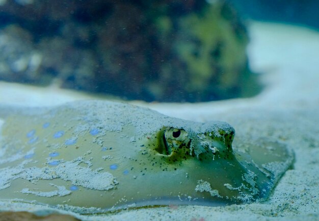 Foto prossimo piano di una rana in mare