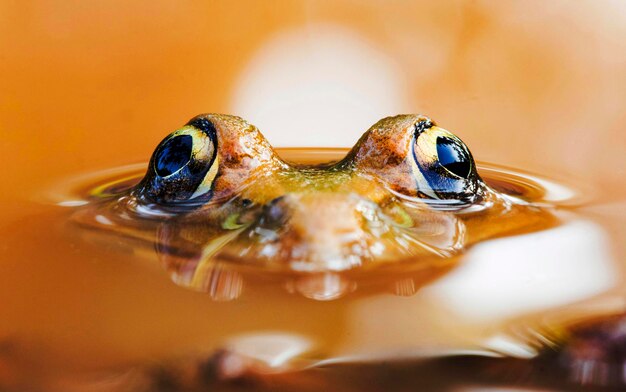 Photo close-up of frog in sea