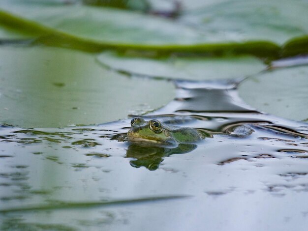 Foto close-up di una rana che nuota in un lago