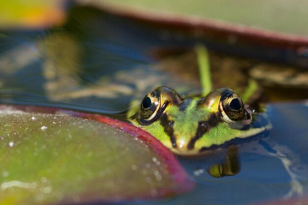 Foto close-up di una rana che nuota in un lago