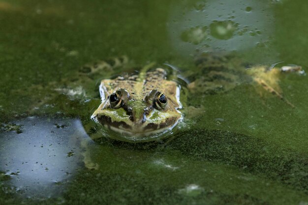 Photo close-up of frog swimming in lake