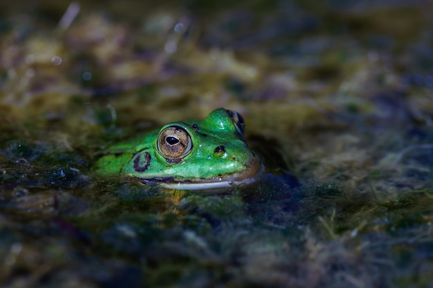 沼地で泳ぐカエルのクローズアップ