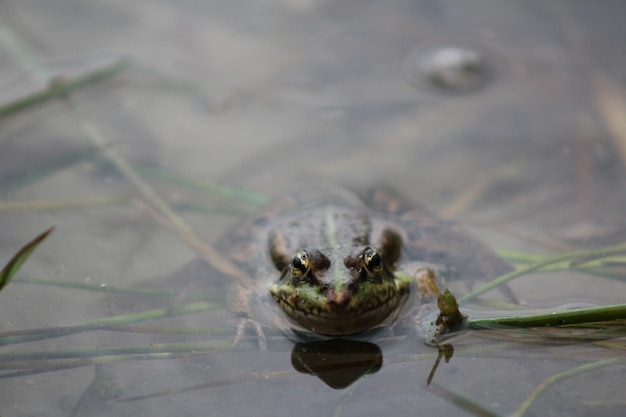Foto close-up di una rana che nuota in acqua
