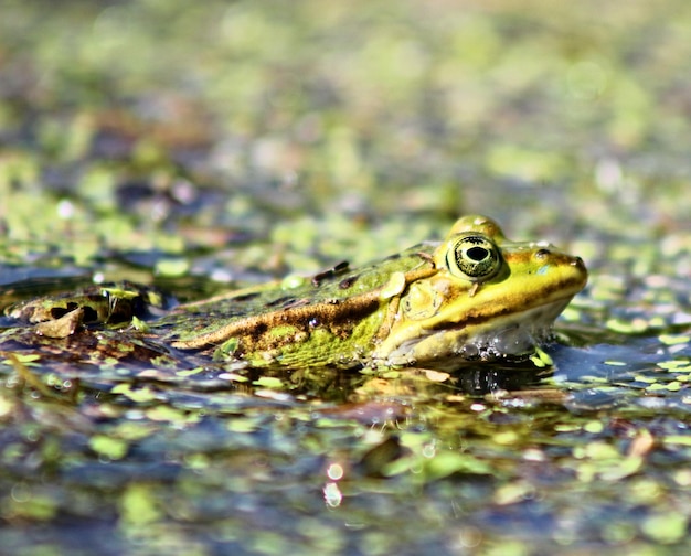 Photo close-up of frog swimming in water