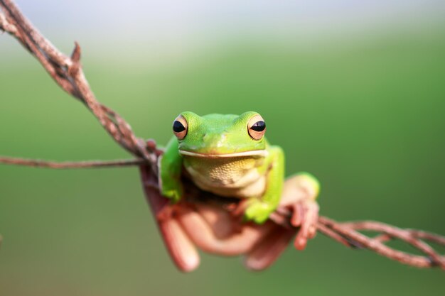 Photo close-up of frog on twig