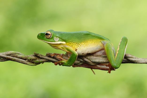 Close-up of frog on twig