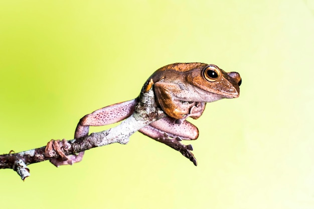 枝の上のカエルのクローズアップ