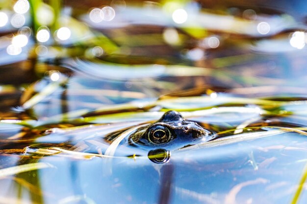 Close-up of frog in water