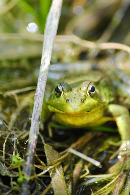 Foto close-up di una rana in acqua