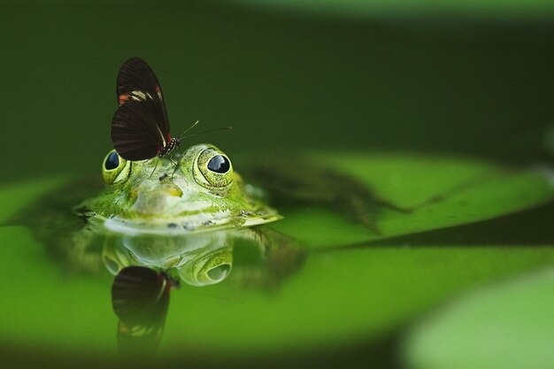 Photo close-up of frog in water