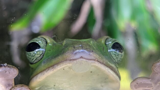 水中のカエルのクローズアップ