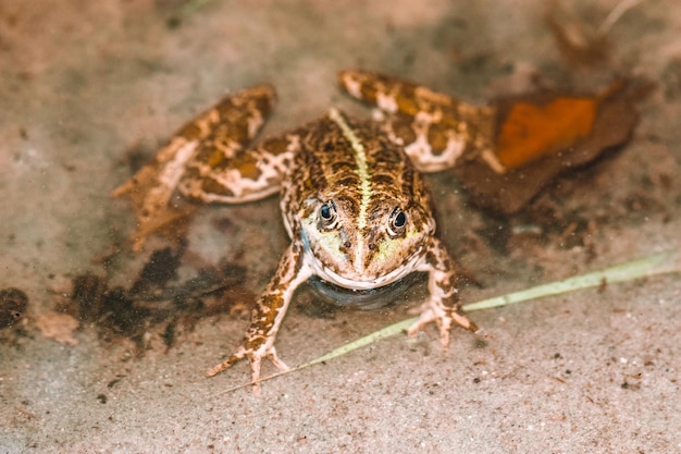 Close up of frog in the water