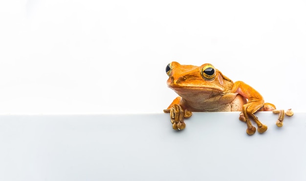 Photo close-up of a frog over white background