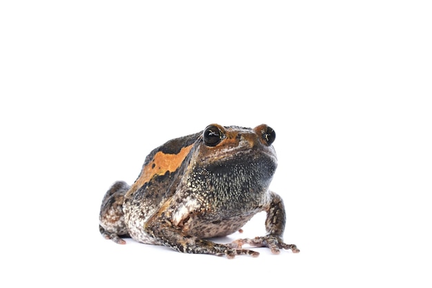 close-up of frog over white background