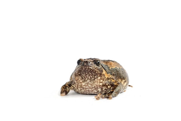 Photo close-up of frog over white background