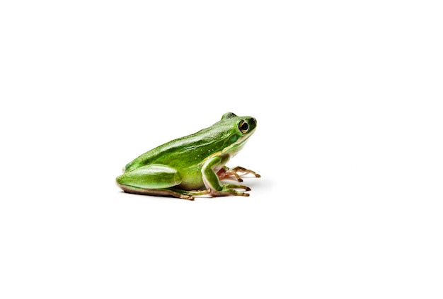 白い背景のカエルのクローズアップ