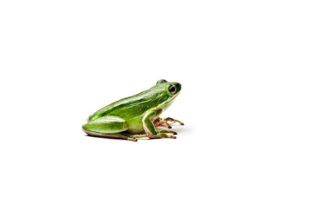 Photo close-up of a frog over white background