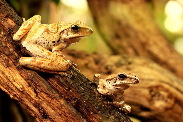 Close-up of a frog on wood