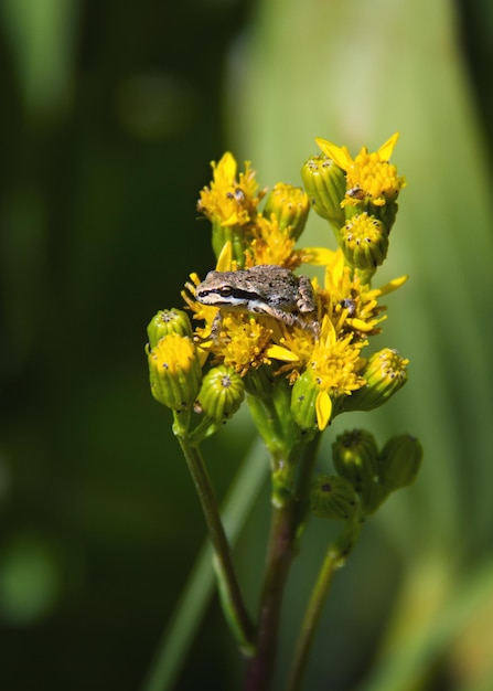 Photo close-up of frog on yellow flower