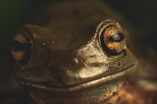 Photo close-up of frog