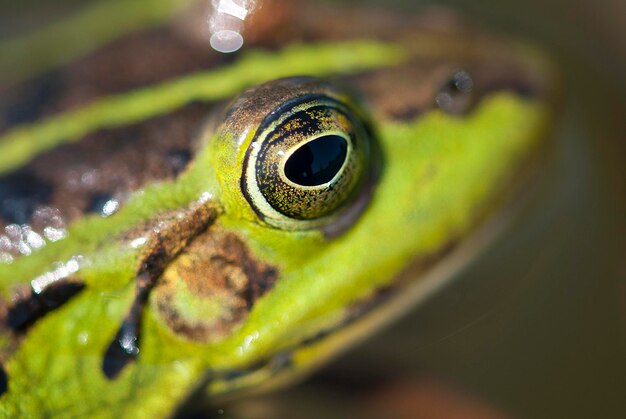 Photo close-up of frog