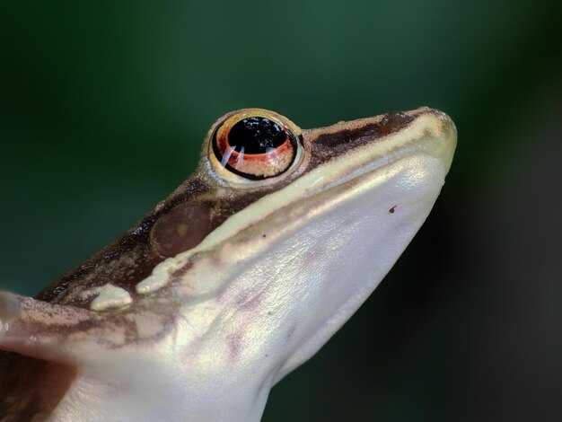 Photo close-up of frog