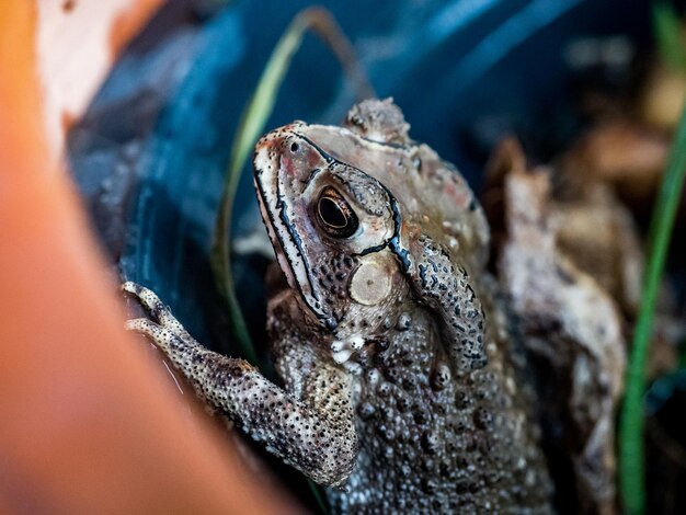 Photo close-up of frog