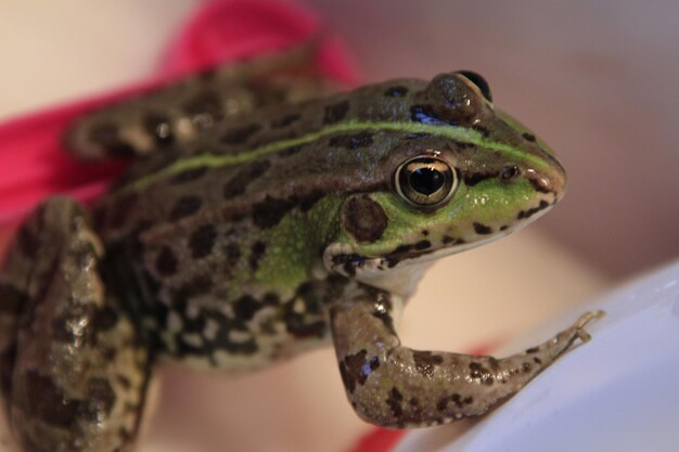 Close-up of frog