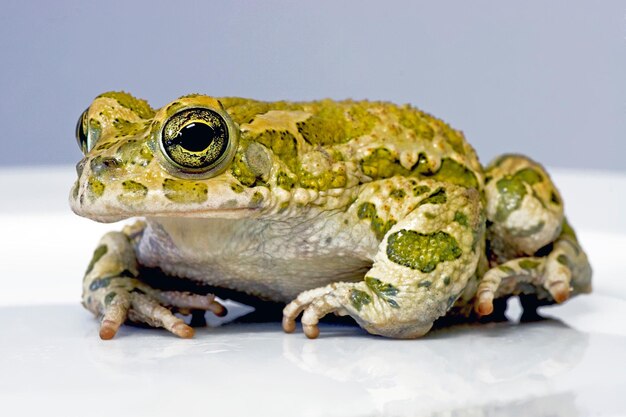 Photo close-up of frog