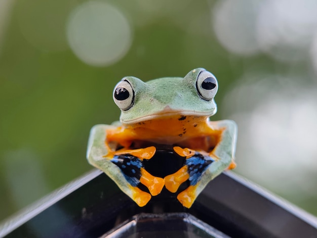 Photo close-up of a frog