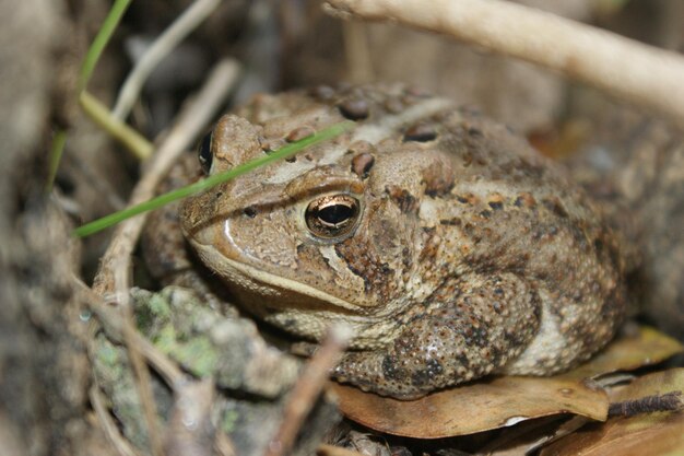 Photo close-up of frog