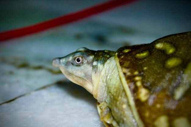 Photo close-up of frog