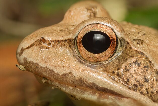 Photo close-up of frog