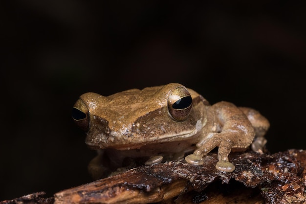 Photo close-up of a frog