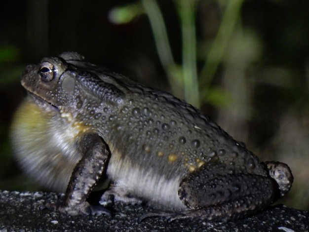 Close-up of frog