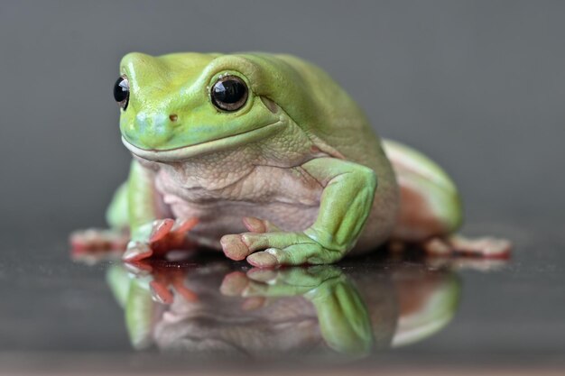 Photo close-up of frog