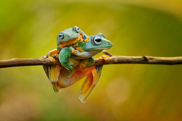 Close-up of frogs on branch