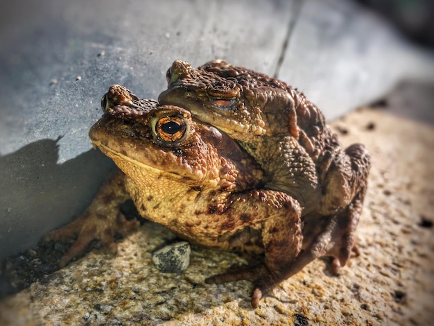 Photo close-up of frogs mating