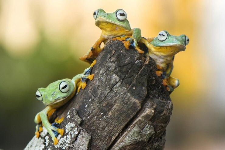 Photo close-up of frogs on wood