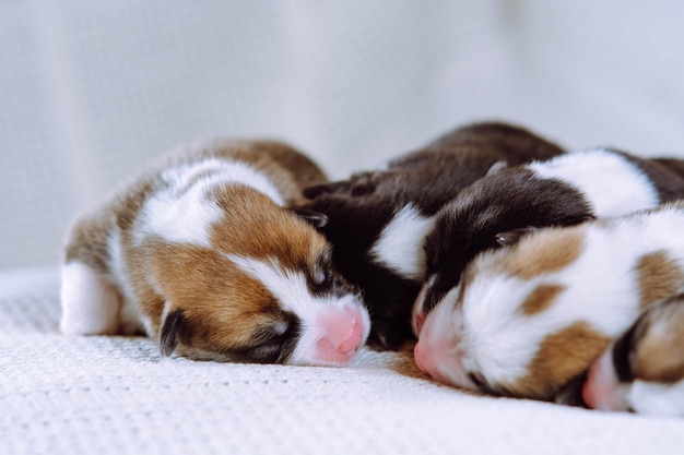 Close up front view brown white and black blind welsh corgi puppies sleep together on white soft blanket Care and love