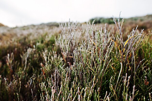 Close up of frost pine grass on mountain hill