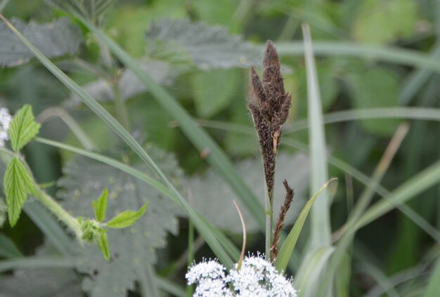 冬の間,植物の凍り付く様子をクローズアップ