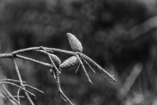 Photo close-up of frost on plant