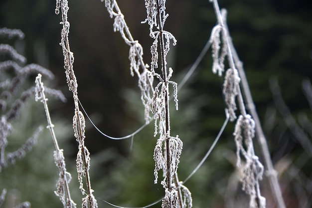 Photo close-up of frost on plants