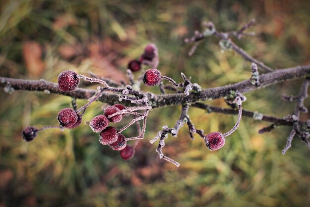 Foto prossimo piano del gelo sulle bacche rosse